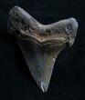 / Curved Angustiden Tooth - Pre Megalodon #4405-1